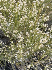 Baccharis sergiloides