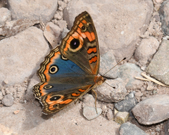 Junonia evarete