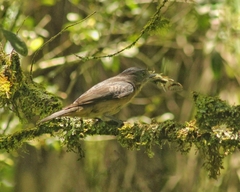 Pachyramphus validus