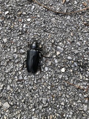 Archodontes melanopus