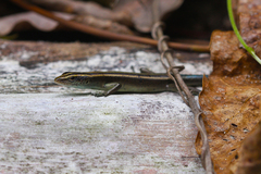 Emoia caeruleocauda
