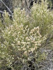 Baccharis sergiloides