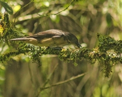 Pachyramphus validus