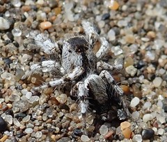 Habronattus amicus