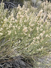 Baccharis sergiloides
