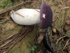 Tylopilus williamsii