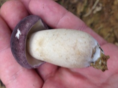 Tylopilus williamsii