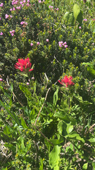 Castilleja parviflora oreopola
