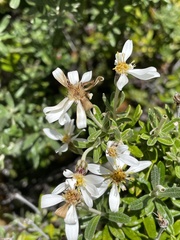 Chiliotrichum diffusum