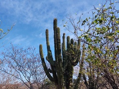 Pachycereus pecten-aboriginum