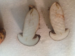 Tylopilus williamsii