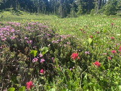 Castilleja parviflora oreopola