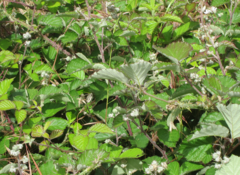 Rubus fruticosus
