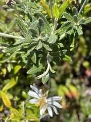 Chiliotrichum diffusum