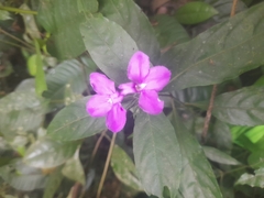 Acanthoideae