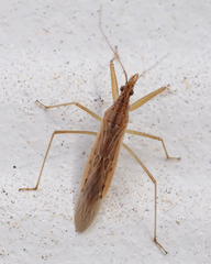 Nabis capsiformis