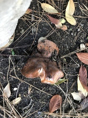 Tricholoma fracticum