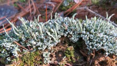 Cladonia coniocraea