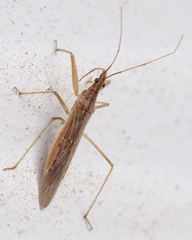 Nabis capsiformis