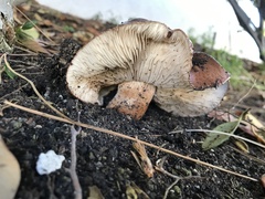Tricholoma fracticum