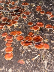 Cortinarius mucosus
