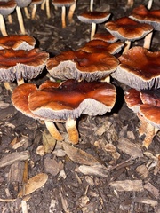 Cortinarius mucosus