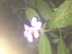 Acanthoideae