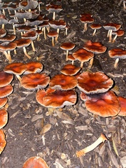 Cortinarius mucosus