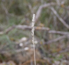Dactylis glomerata hispanica