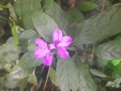 Acanthoideae