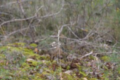 Dactylis glomerata hispanica