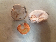 Lactarius salmoneus