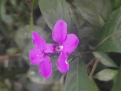 Acanthoideae