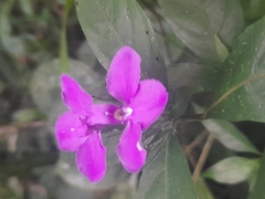 Acanthoideae