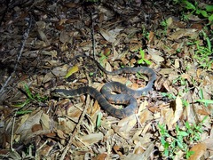 Nerodia fasciata pictiventris