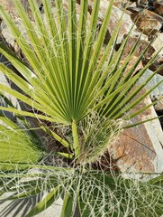 Washingtonia