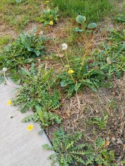 Taraxacum