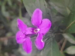 Acanthoideae