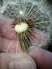 Taraxacum
