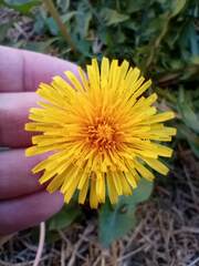 Taraxacum