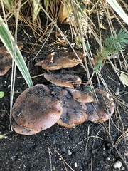 Tricholoma fracticum