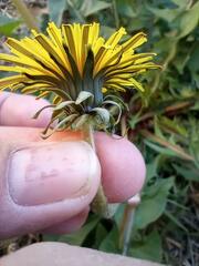 Taraxacum