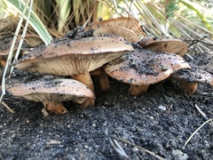 Tricholoma fracticum