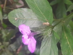 Acanthoideae