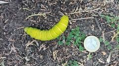 Rothschildia jacobaeae