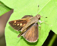 Polites vibex catilina