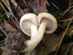 Lactarius subplinthogalus