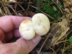 Lactarius subplinthogalus