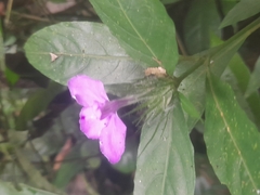 Acanthoideae
