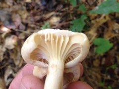 Lactarius subplinthogalus